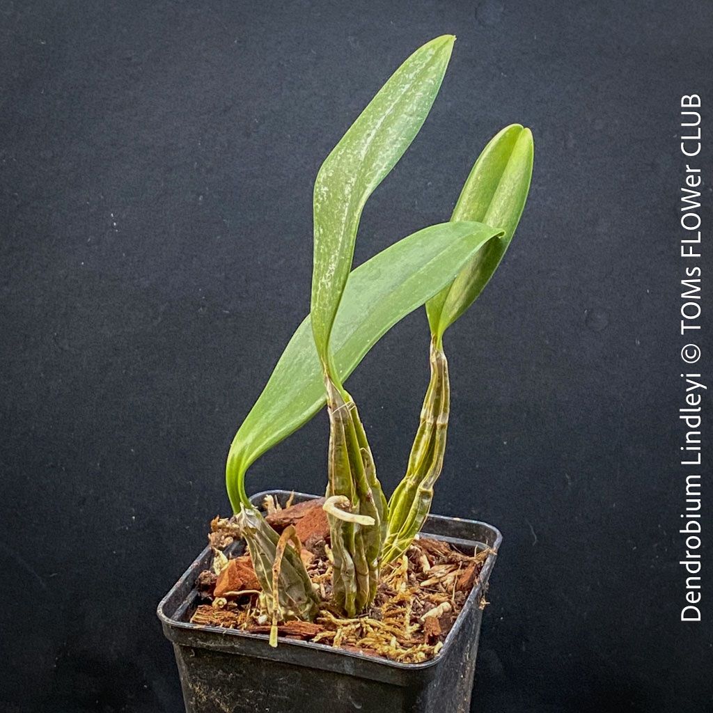 Piante & sementi: Dendrobium Lindleyi - gelb blühende & top robuste Orchidee – Nuovo e nell'imballaggio originale da Adliswil venduto da asTOMas963 3