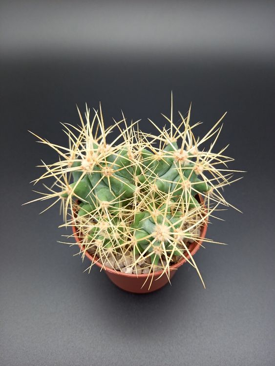 Ferocactus glaucescens mehrköpfig Kaufen auf Ricardo