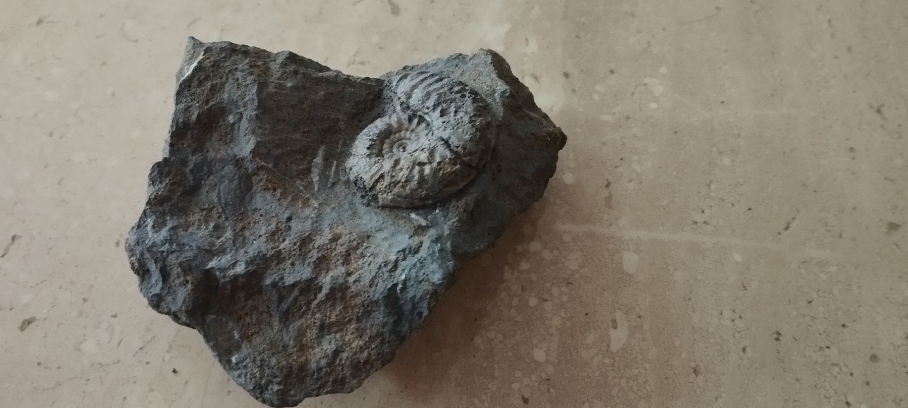 Fossilien: Fossilien/Ammonite  – Gebraucht aus Oberdorf SO von and_jxk2 2