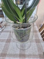 Elegante Glasvase für Blumen und Dekoration im Haus!