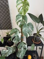 🌿 Monstera variegata (gross & etabliert) 🌱