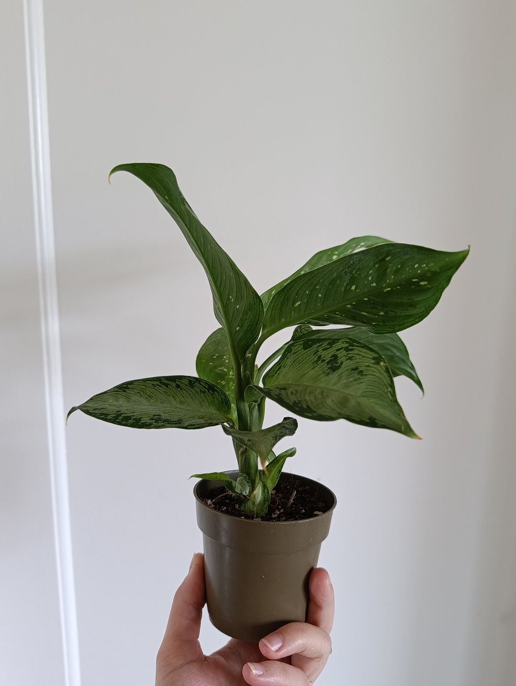 Plantes & graines: Dieffenbachia Snow – D'occasion à Baar par L.isa28 5