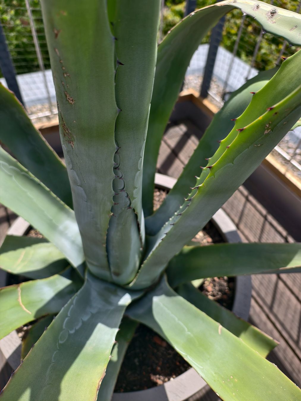 Pflanzen & Samen: Agave OHNE Topf – Gebraucht aus Wernetshausen von Weiskopfadler 1