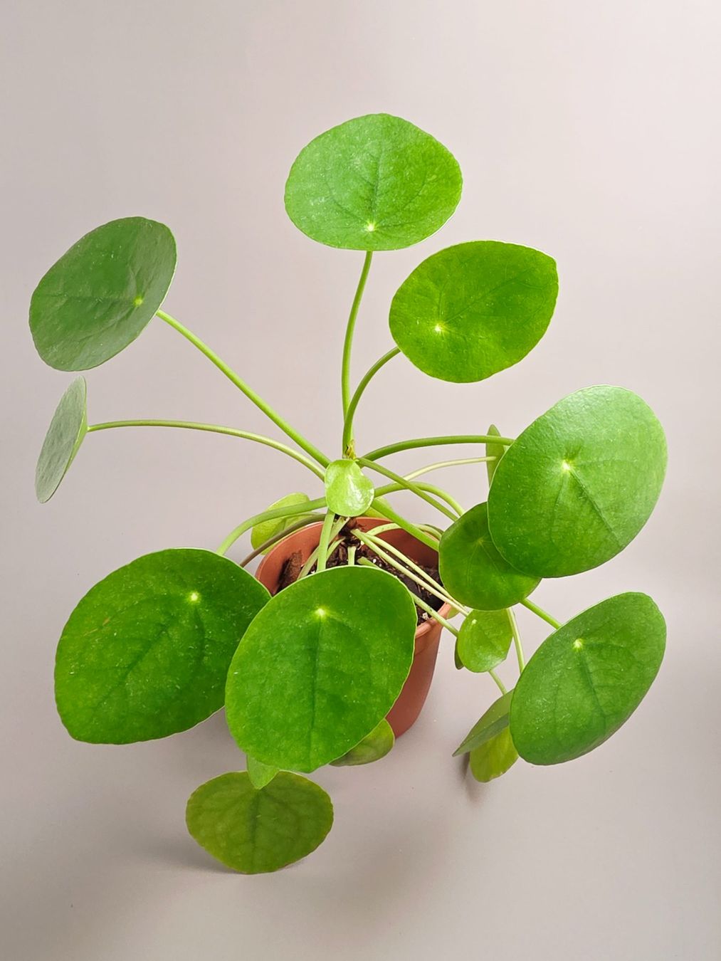 Piante & sementi: Ufopflanze / Pilea peperomioides #1 – Nuovo (secondo la descrizione) da Gerolfingen venduto da Azora 1