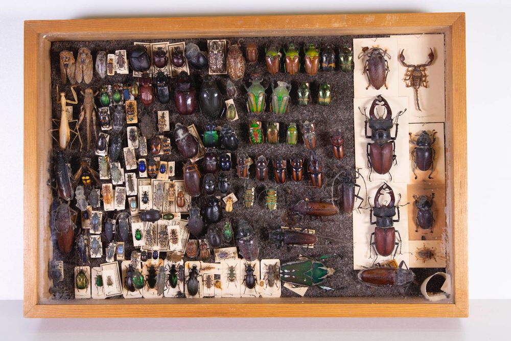 Insekten-Schaukasten Aus Massivholz - Mit Transparenter Abdeckung & Eva-Schaumstoff-Pinnwand, 20×20×6cm