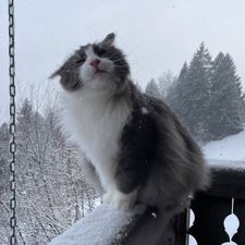 Profile image of sozoll21