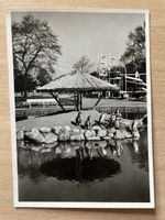 Alte Postkarte Pinguine im Zoo Hamburg Hagenbeck's Tierpark