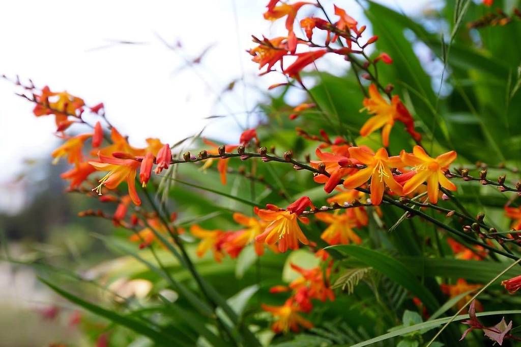 Plantes & graines: Blumenzwiebeln – Neuf avec emballage d'origine à St. Gallen par mue_2nxv 1