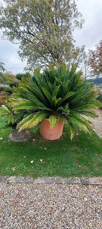 Piante & sementi: Palmfarne – Nuovo e nell'imballaggio originale da Langnau i. E. venduto da tob_px6v