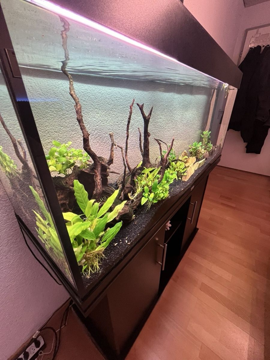 Juwel Acquari: Aquarium 240l, Top Zustand – Usato da Hurden venduto da Flori2803 6
