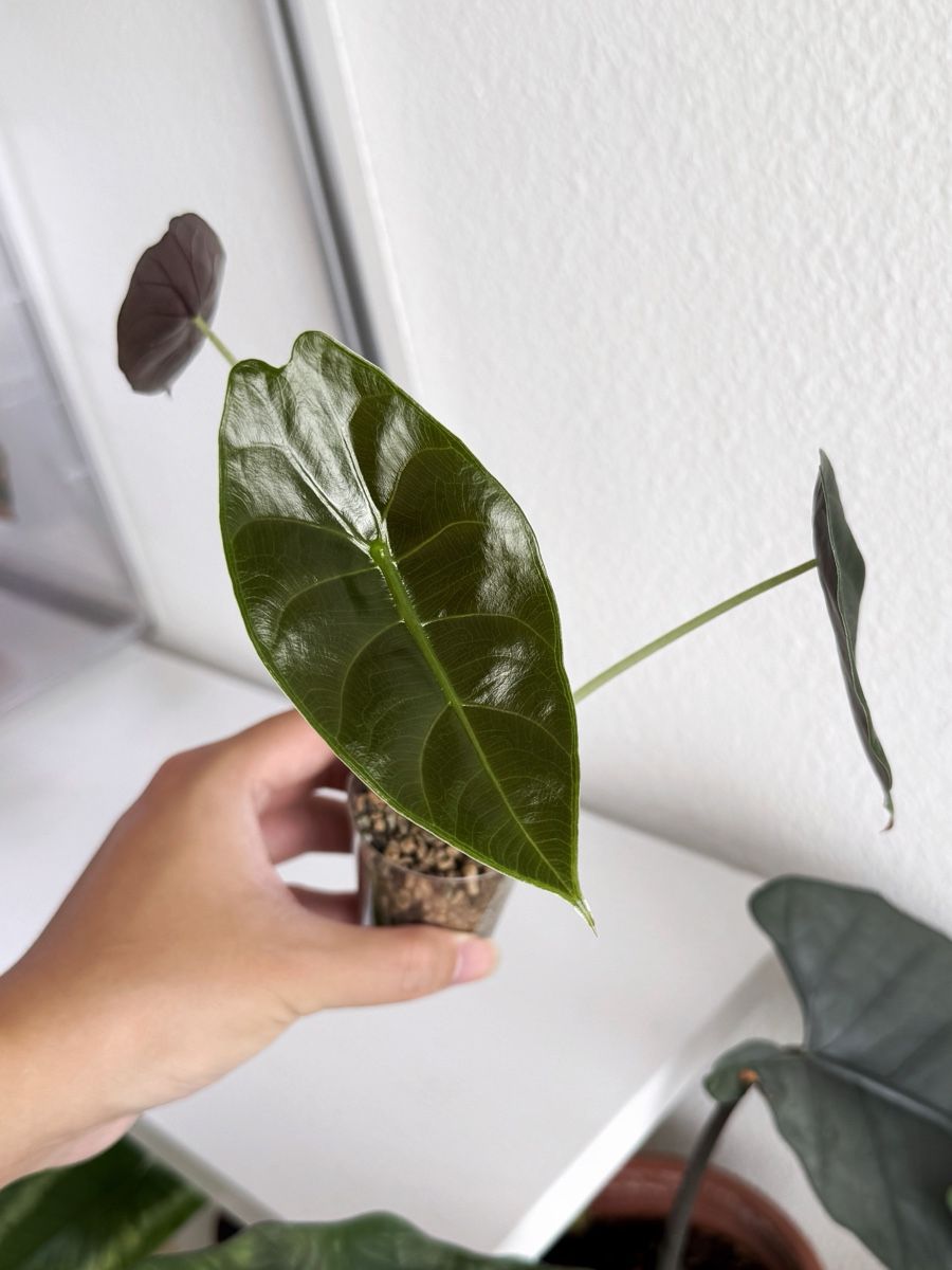 Piante & sementi: Alocasia Sedenii – Nuovo (secondo la descrizione) da Bern venduto da Lucas_Ma 1