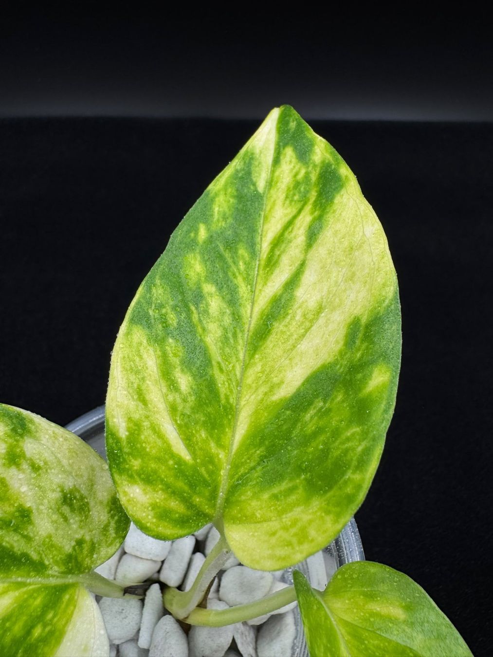 Plantes & graines: Epipremnum aureum 'Teruno Valencia' – Neuf (Voir description) à Bühler par googelibear 3