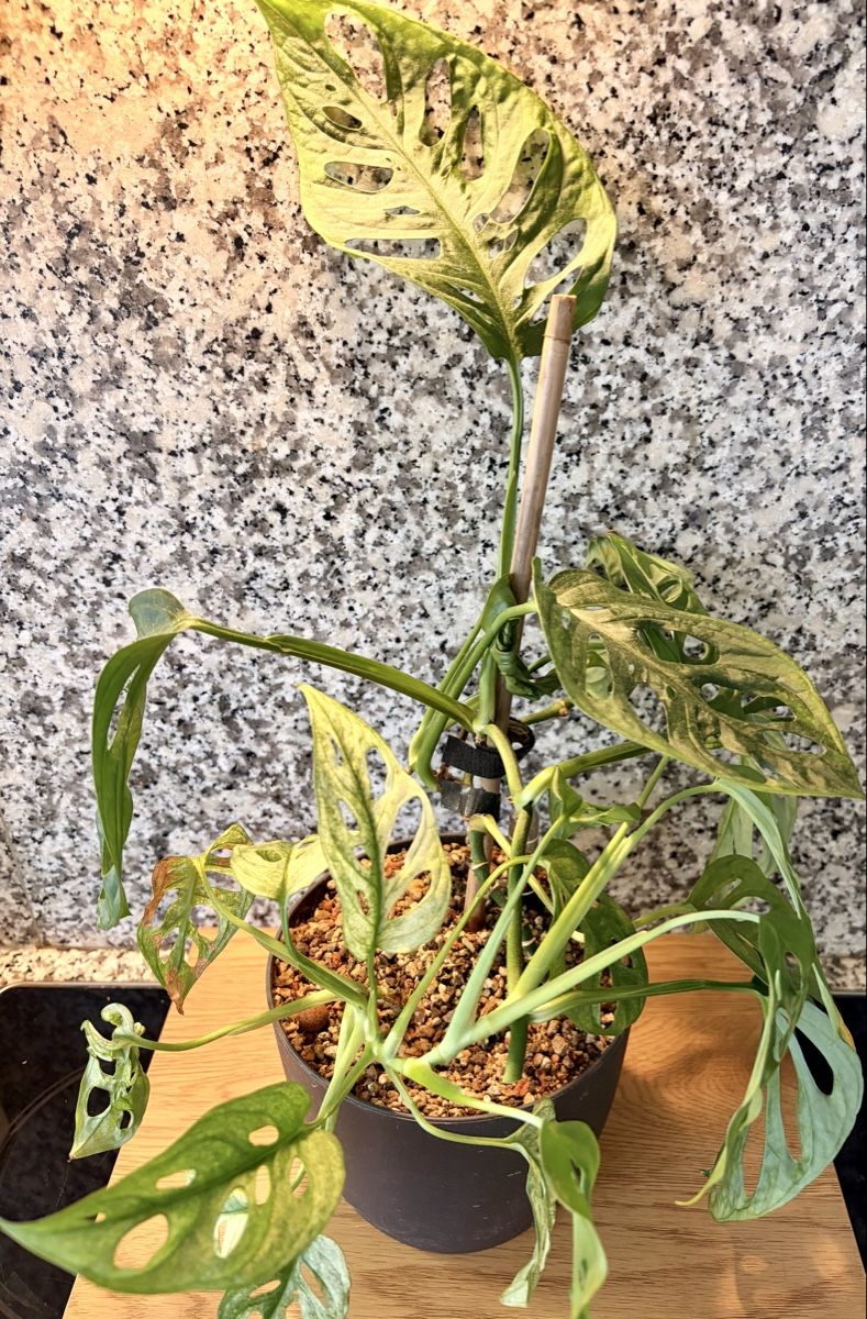 Plantes & graines: Monstera Adansonii – D'occasion à Kaiseraugst par dka_b97z 4