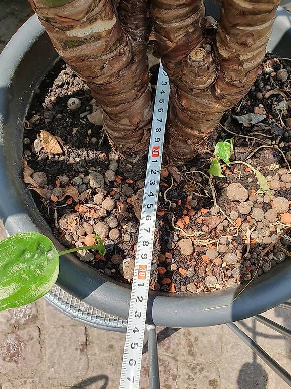 Pflanzen & Samen: Alocasia  – Gebraucht aus Olten von stritten 1