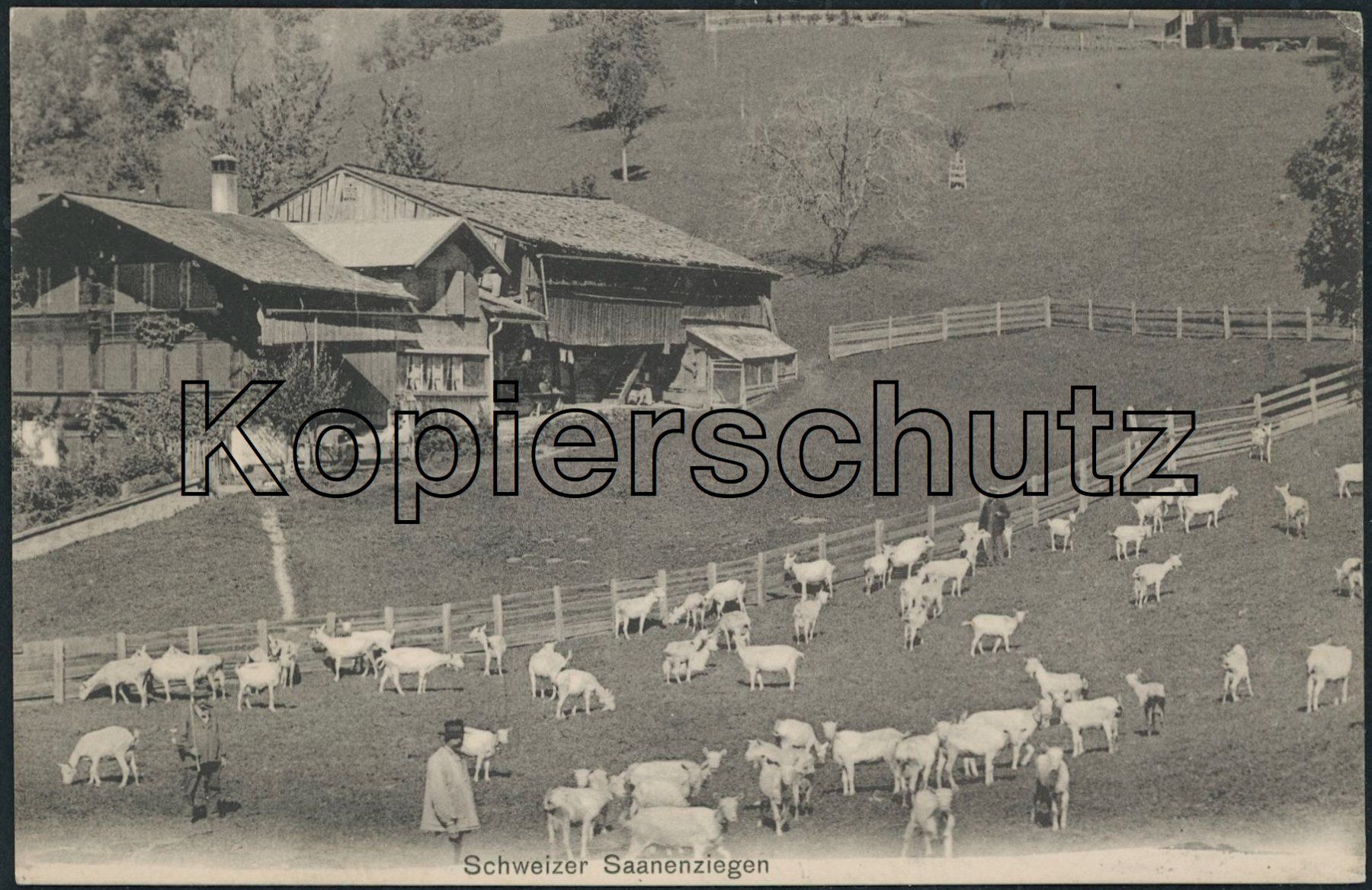 Ansichtskarten: BE Saanen - Tiere - Ziegen – Neu (gemäss Beschreibung) aus Schindellegi von dolpitz