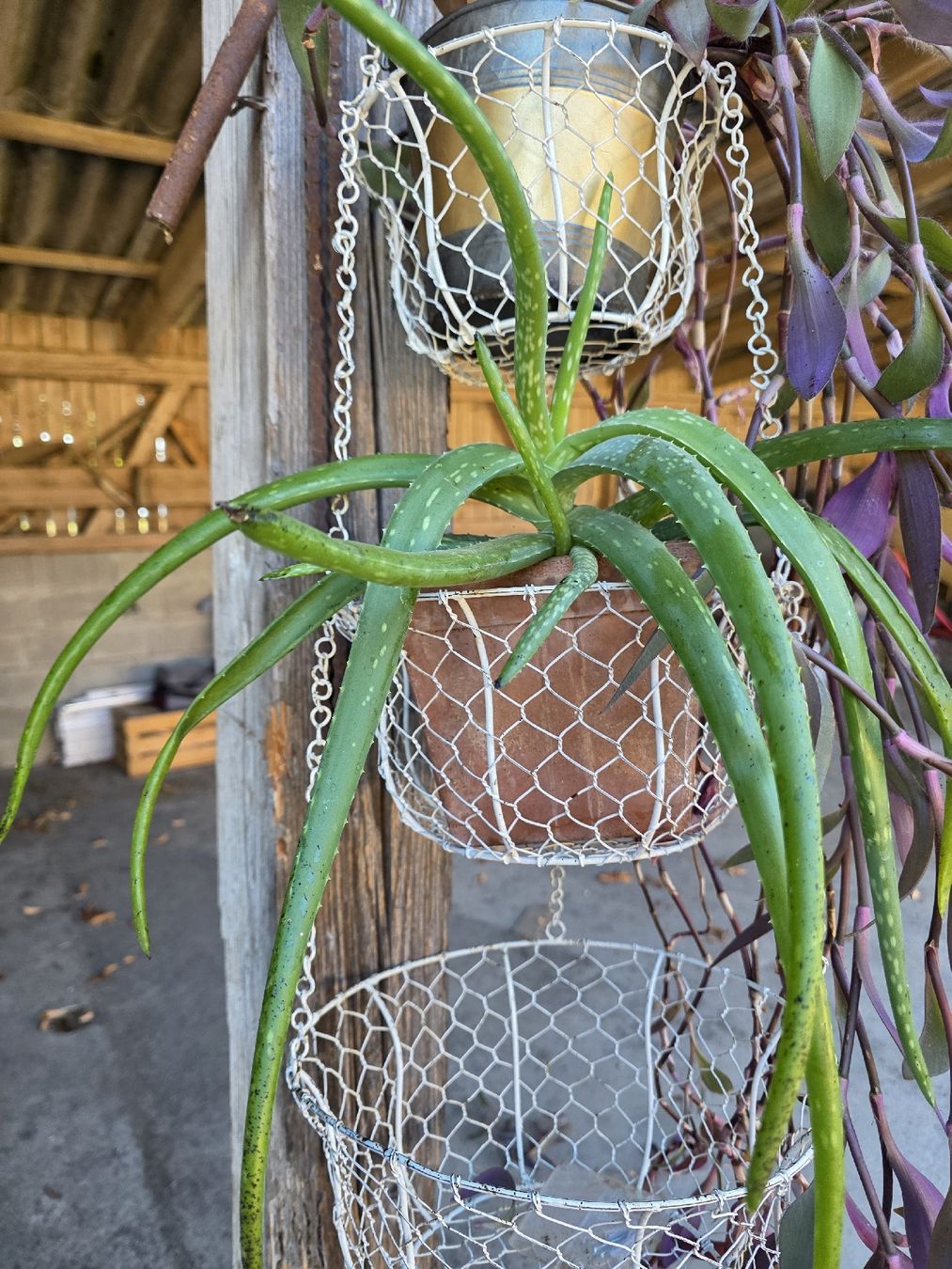 Piante & sementi: Aloe Vera – Usato da Uettligen venduto da rou_5p7t