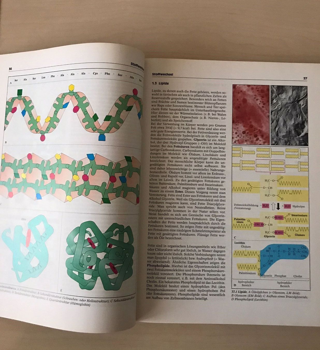 Libri: Biologie heute SII – Usato da Glattpark-Opfikon venduto da Anahita-R 2