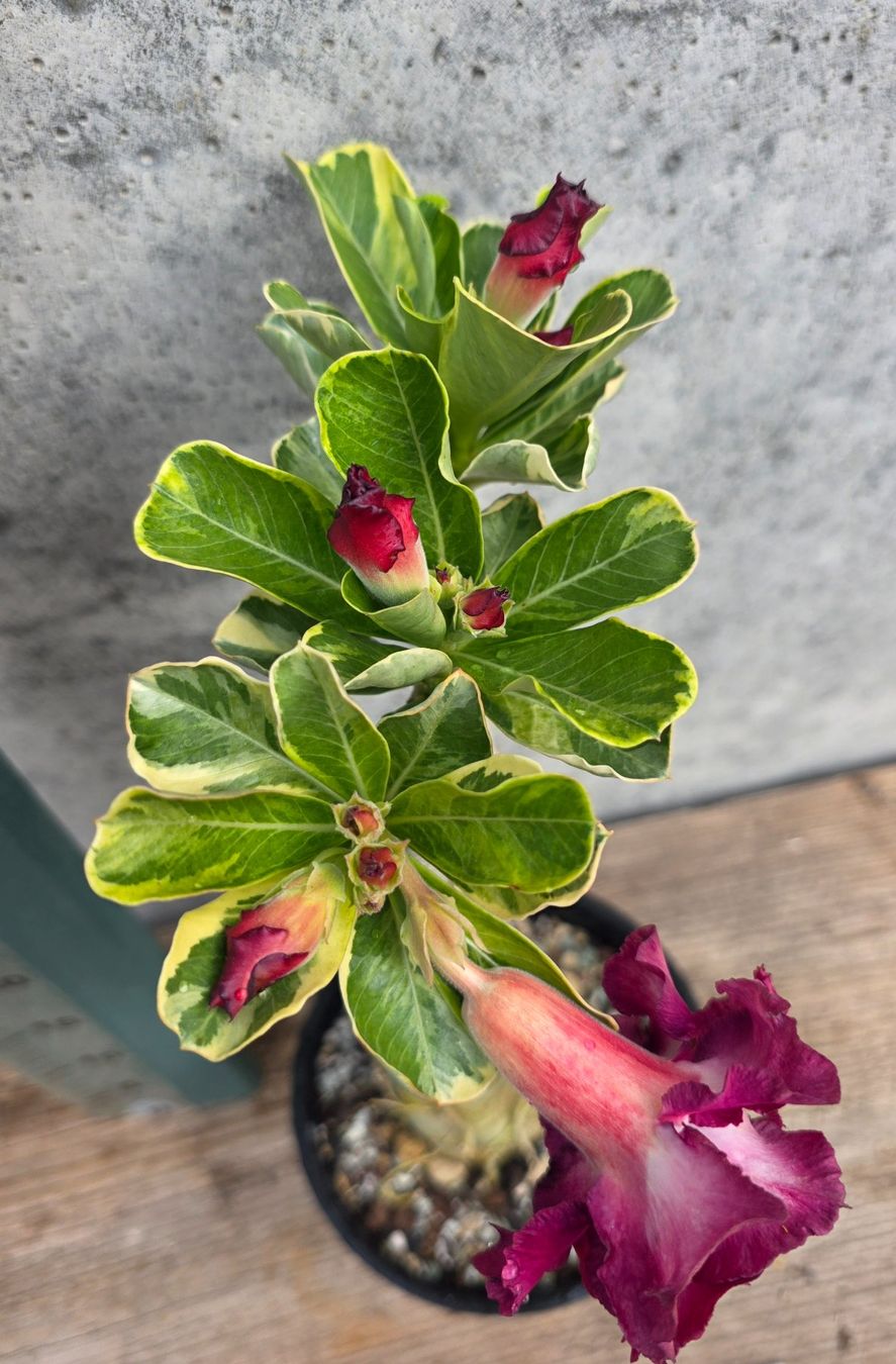 Piante & sementi: Adenium Variegata Violett – Nuovo (secondo la descrizione) da St.Erhard venduto da Plumilandschweiz 2