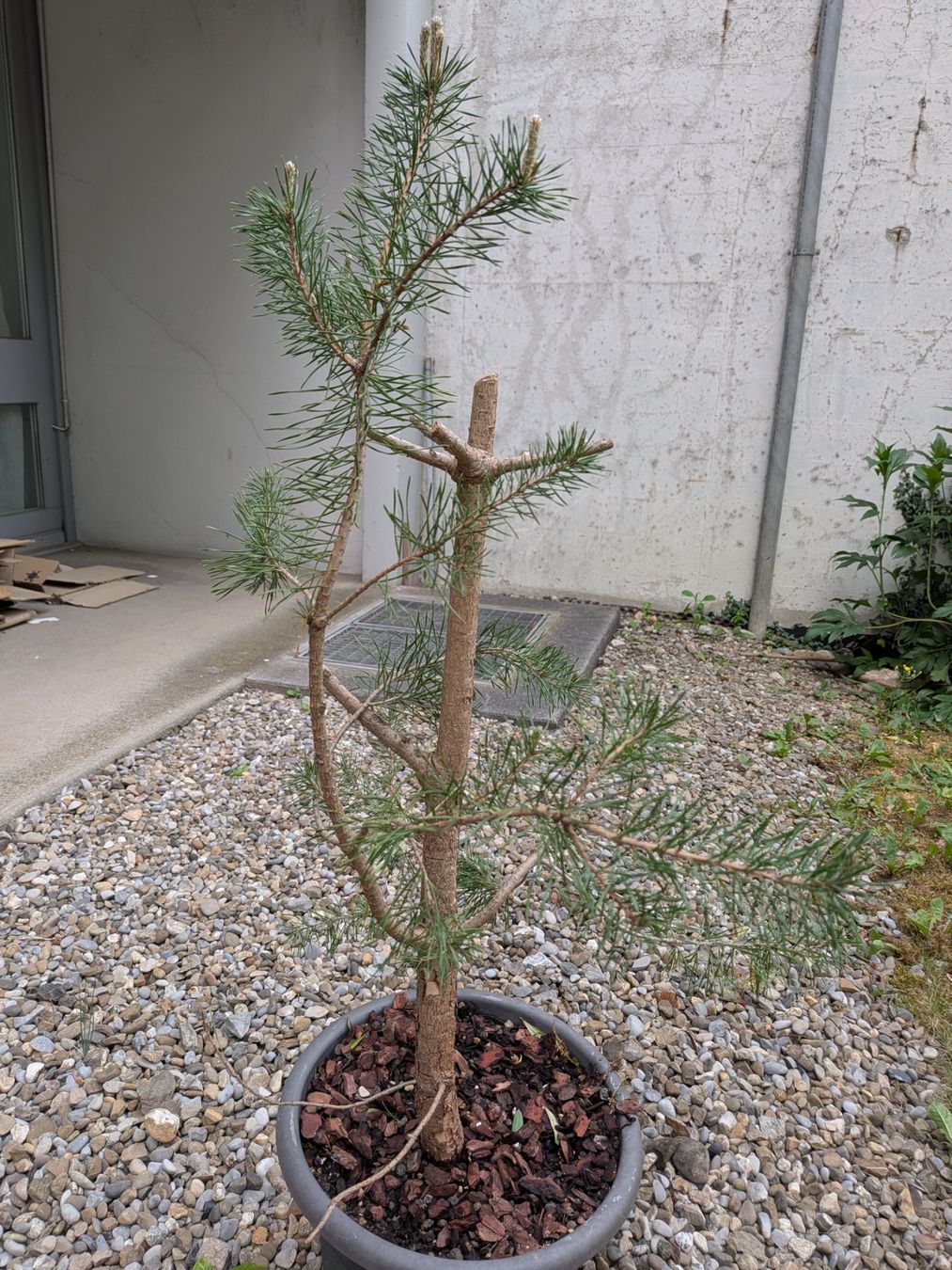 Pflanzen & Samen: Bonsai Rohmaterial: Schwarzkiefer – Gebraucht aus Bern von Hydrom