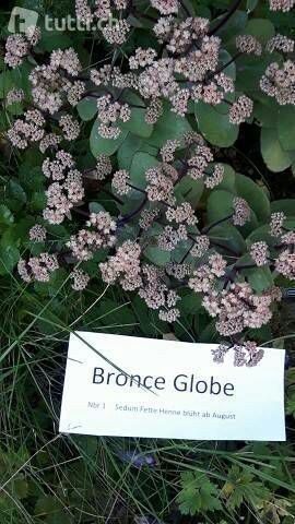 Piante & sementi: Sedum bronce globe fette henne – Nuovo (secondo la descrizione) da Ibach venduto da chaemilochhobbygarte
