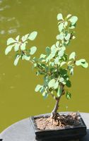 BONSAI  -  Berberitze (Sauerdorn)