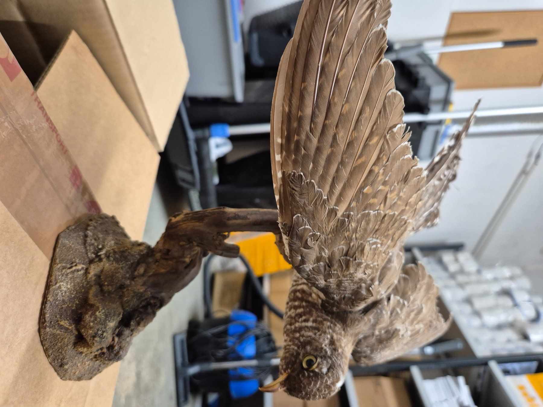 Il mondo degli animali: Ausgestopfte Vögel – Usato da Zürich venduto da Weml 7