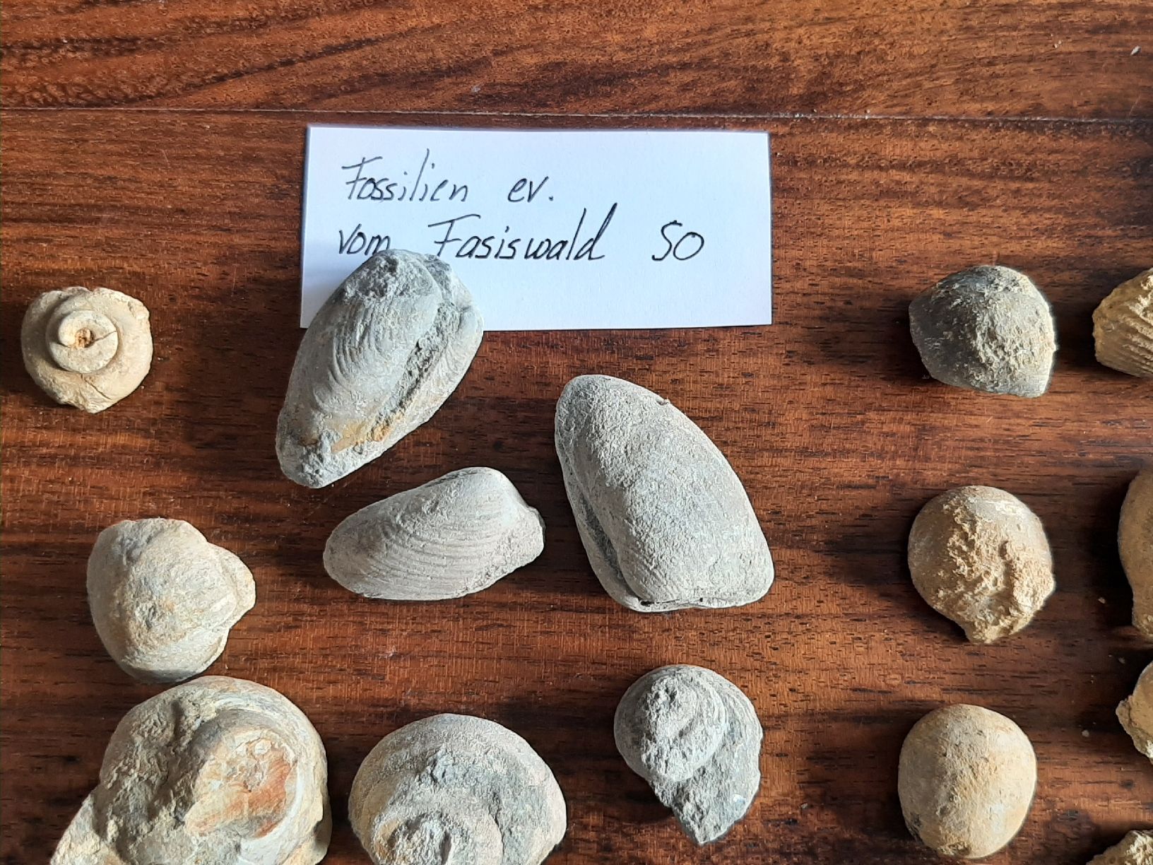 Fossili: Kleine Fossilien Sammlung – Usato da Rickenbach BL venduto da Oktober68 4
