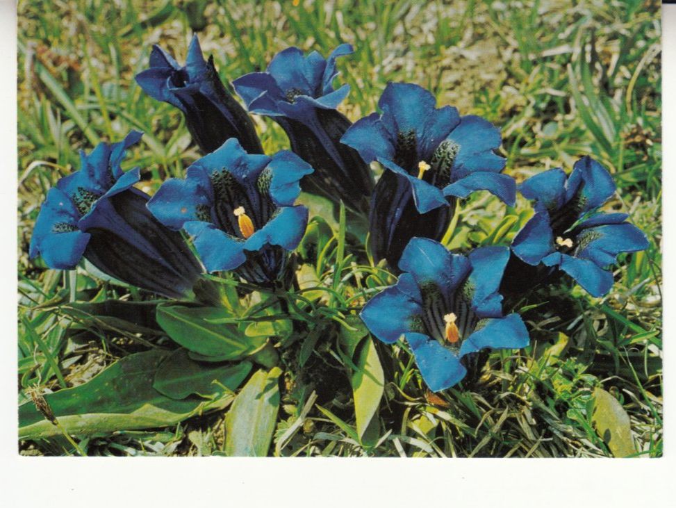 Cartoline postali: Enzian ca. 1980 – Usato da Bürglen TG venduto da StampGraf