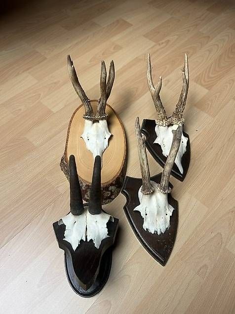 Welt der Tiere: Trophées chevreuils, chamois  – Gebraucht aus Chézard-St-Martin von Famille.Richard
