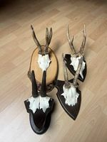 Trophées chevreuils, chamois 