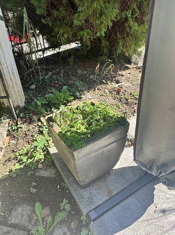 Blumentöpfe: Verschiedene Töpfe – Gebraucht aus Kaiseraugst von asl_c2pj 2