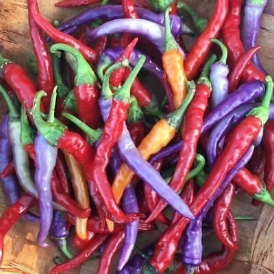 Piante & sementi: Piment de collection BUENA MULATA  2g – Nuovo (secondo la descrizione) da Bremblens venduto da FIBONACCI369 1