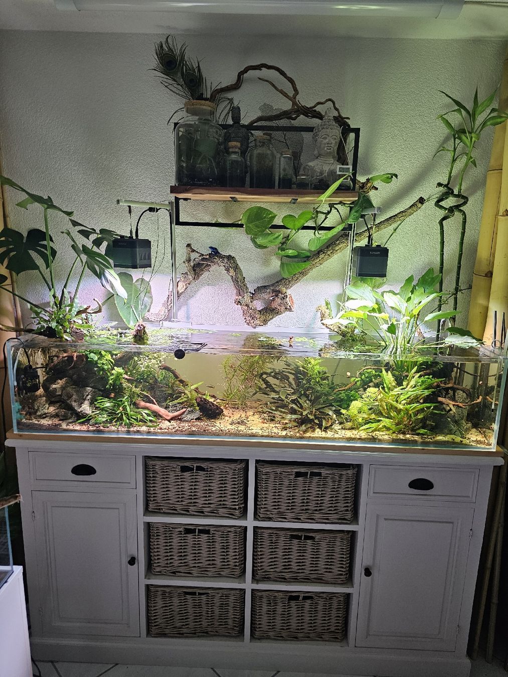 Aquarium: Aquascaping Shallow Poolaquarium – Gebraucht aus Obergerlafingen von Deluxepoint 2