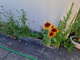 Balkon-Gartenpflanze: Blutweiderich, Sonnenhut, Ballonblume