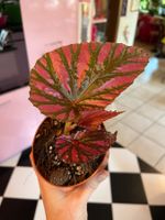 Begonia brevirimosa plante d’intérieur