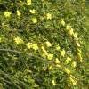 Piante & sementi: Jasmin primevère 2x – Nuovo (secondo la descrizione) da Bremblens venduto da FIBONACCI369 2
