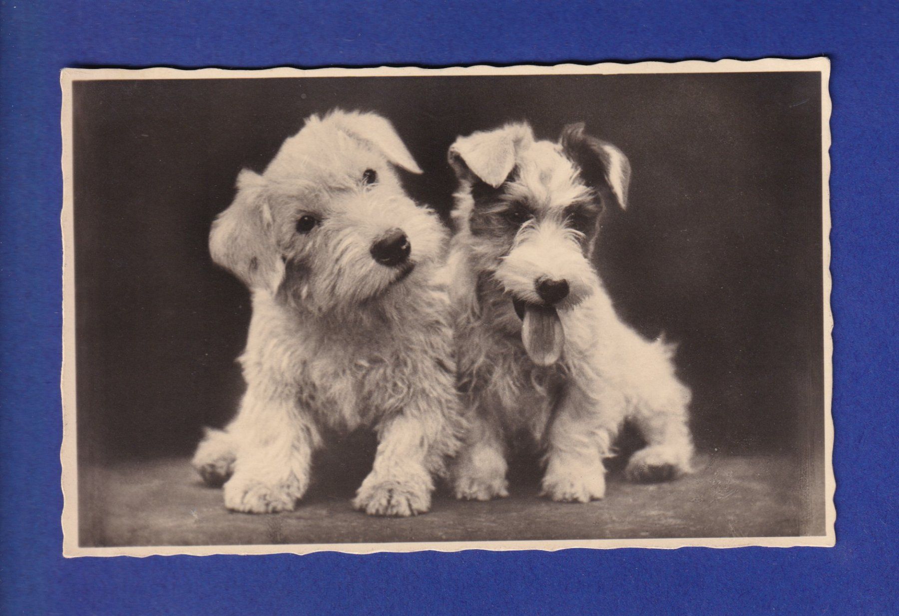 Cartoline postali: CHIEN / HUND – Usato da Pully venduto da nicecards-shop