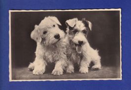 CHIEN / HUND