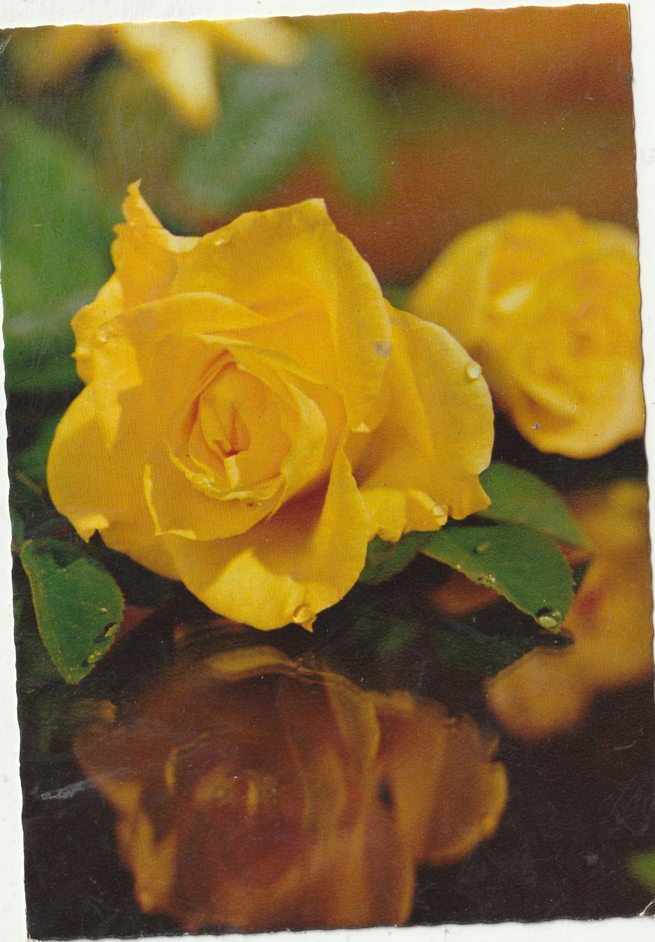 Cartes postales: Blumenkarte – D'occasion à Lumbrein par made02