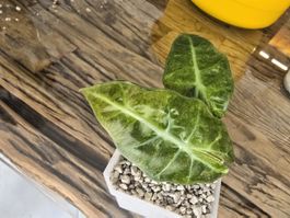 Alocasia Amazonica Aurea Jungpflanze Nr. 2