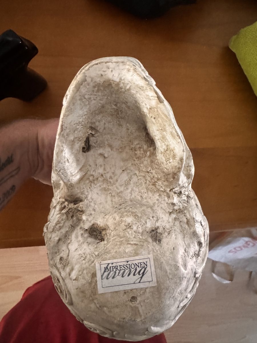 Alle Dekorationen: Totenkopf dekoration – Gebraucht aus Saland von Randykoenig 2