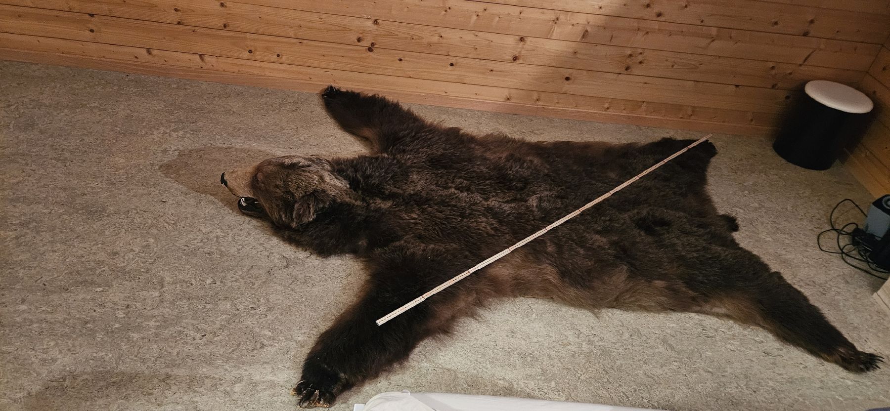Tapis: bear skin rug – D'occasion à Rougemont par 911__ 1