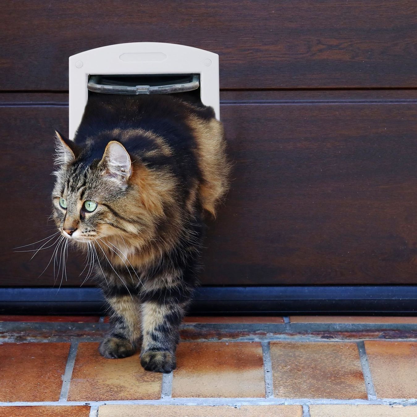 Gattaiole: KATZENKLAPPE HAUSTIERKLAPPE 4 FUNKTIONEN – Nuovo e nell'imballaggio originale da Gerlafingen venduto da Tsuru 2