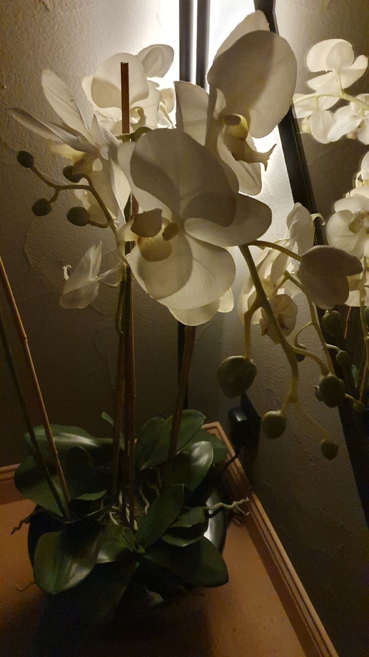 Tutte le decorazioni: Wunderschöne Kunst-Orchidee im Topf – Usato da Kölliken venduto da Jonalu 3