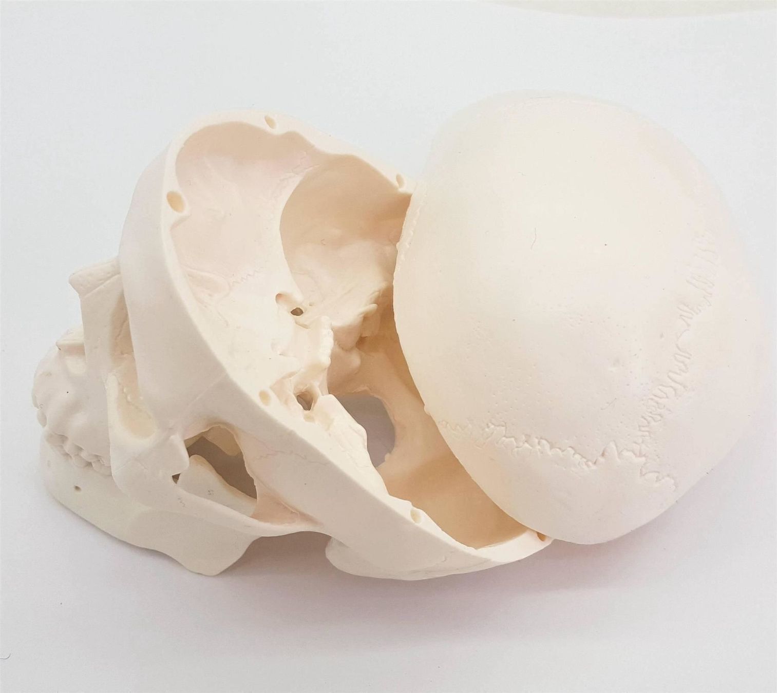Attrezzature mediche: Mini Menschlicher Anatomischer Schädel – Nuovo e nell'imballaggio originale da Wittenbach venduto da ChinaSeidenstrasse 1