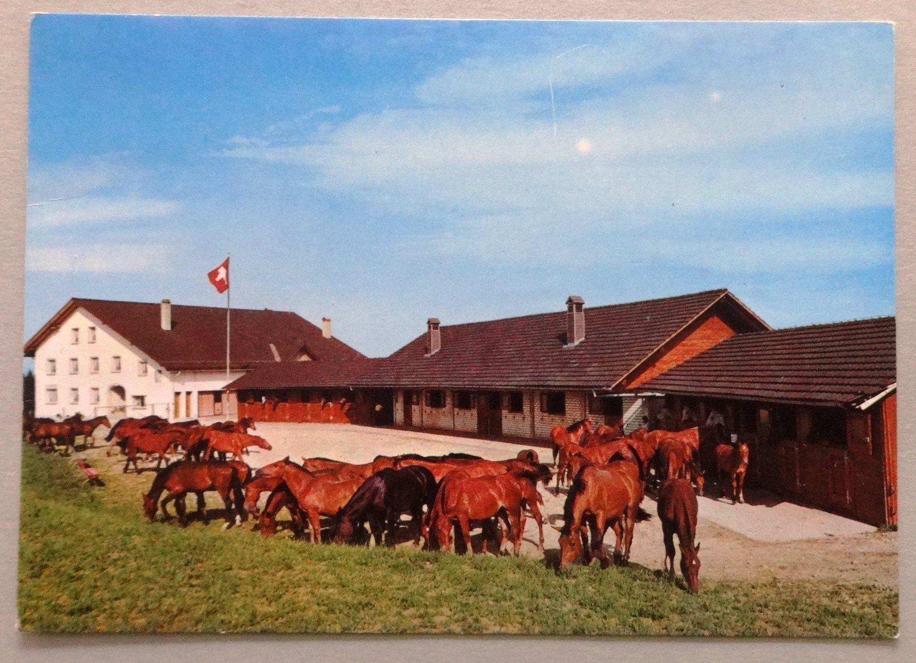 Ansichtskarten: Pferdehof "Le Rosselet" in den Freibergen – Gebraucht aus Fétigny von Billy2miny