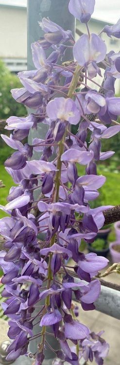 Piante & sementi: Wysteria Setzling ca. 20-30cm DÜFTEND! – Nuovo (secondo la descrizione) da Subingen venduto da DENDLE20 1