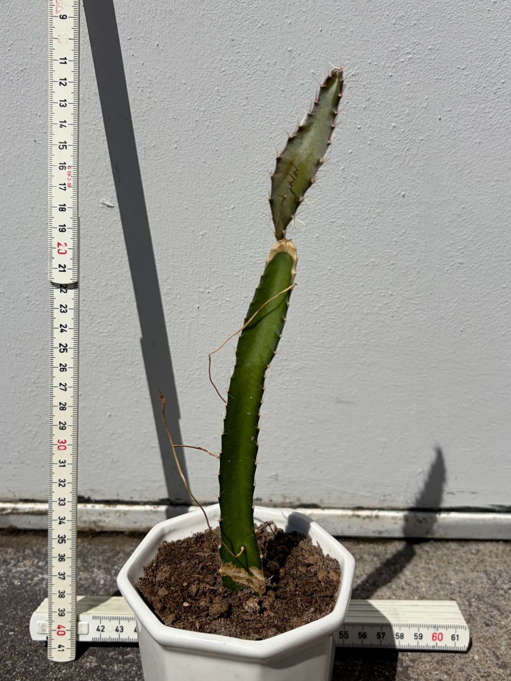 Pflanzen & Samen: Drachenfrucht-Pflanzen, (rotfleischige Drachenfrucht) – Gebraucht aus Boll von NRie 2
