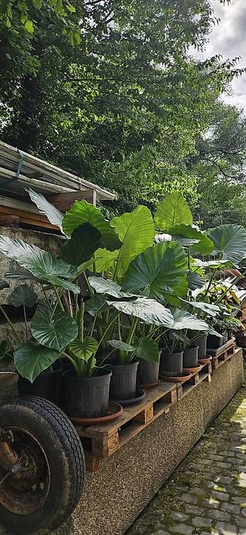 Plantes & graines: Alocasia macrorrhiza (Elefantenohr, Riesentaro, Alokasie) – D'occasion à Wabern par VOLVGNG73 5