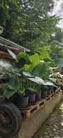 Alocasia macrorrhizos